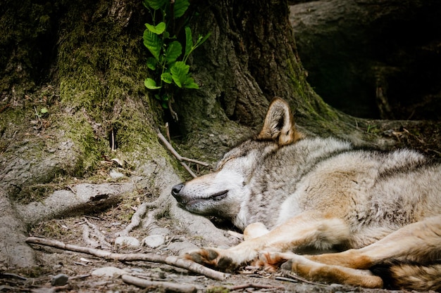 Retrato de lobo durmiendo en el bosque Tema animal