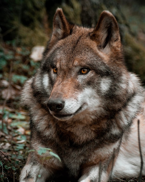 Foto retrato de un lobo en primer plano