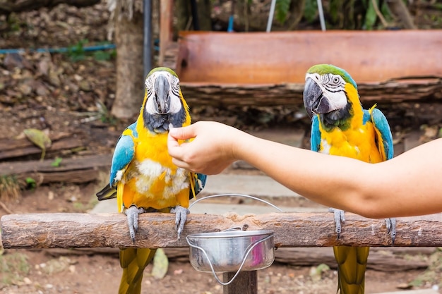 El retrato del loro de amazonas o el loro colorido está buscando otros loros.