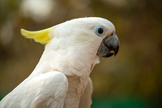 Retrato de loro cacatúa, cacatúa de cresta amarilla cabeza de loro blanco close-up