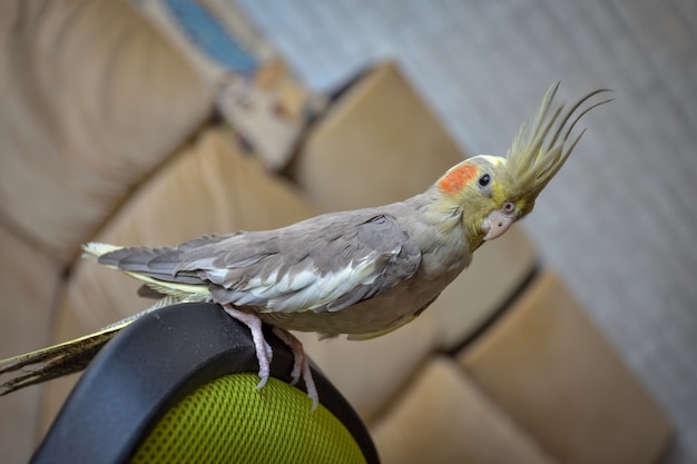 Retrato de loro cockatiel, cockatiel closeup, loro gris, loro casero