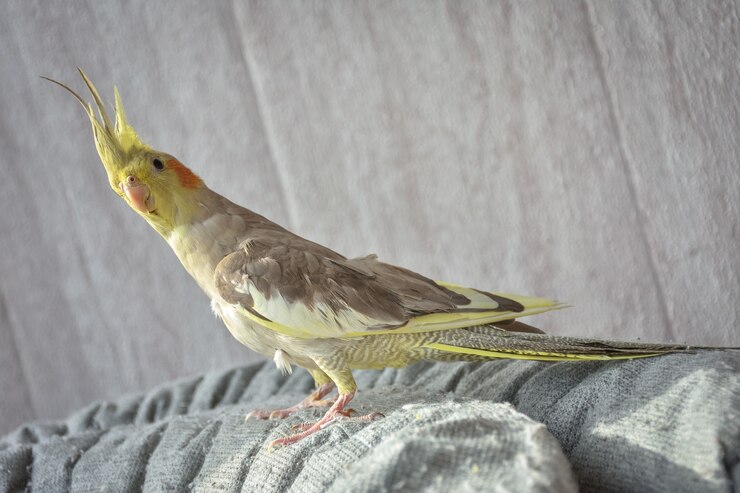 Retrato de loro cockatiel, cockatiel closeup, loro gris, loro casero