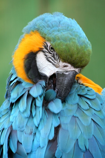 Retrato de loro de color en un zoológico