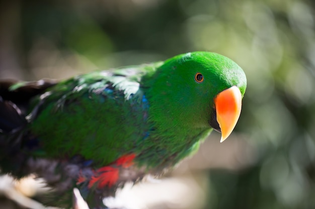 Retrato de loro de pájaro. Escena de vida silvestre de la naturaleza tropical.