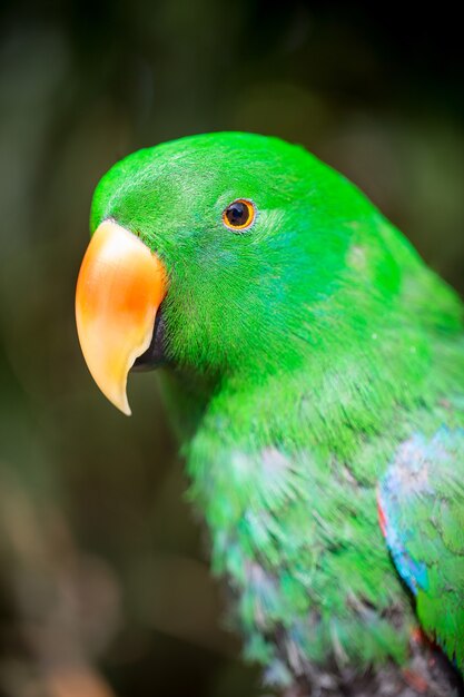 Retrato de loro de pájaro. Escena de vida silvestre de la naturaleza tropical.