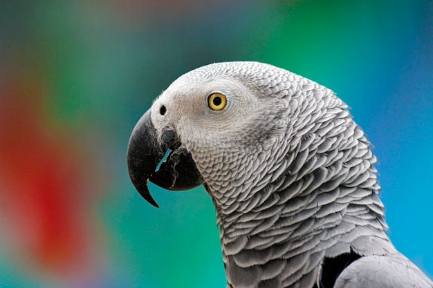 Retrato de un loro en el zoológico