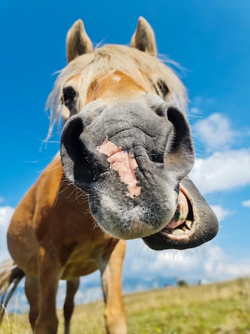 Feliz, Sorrindo, Cinzento, Latvian, Raça, Cavalo, Retrato Foto