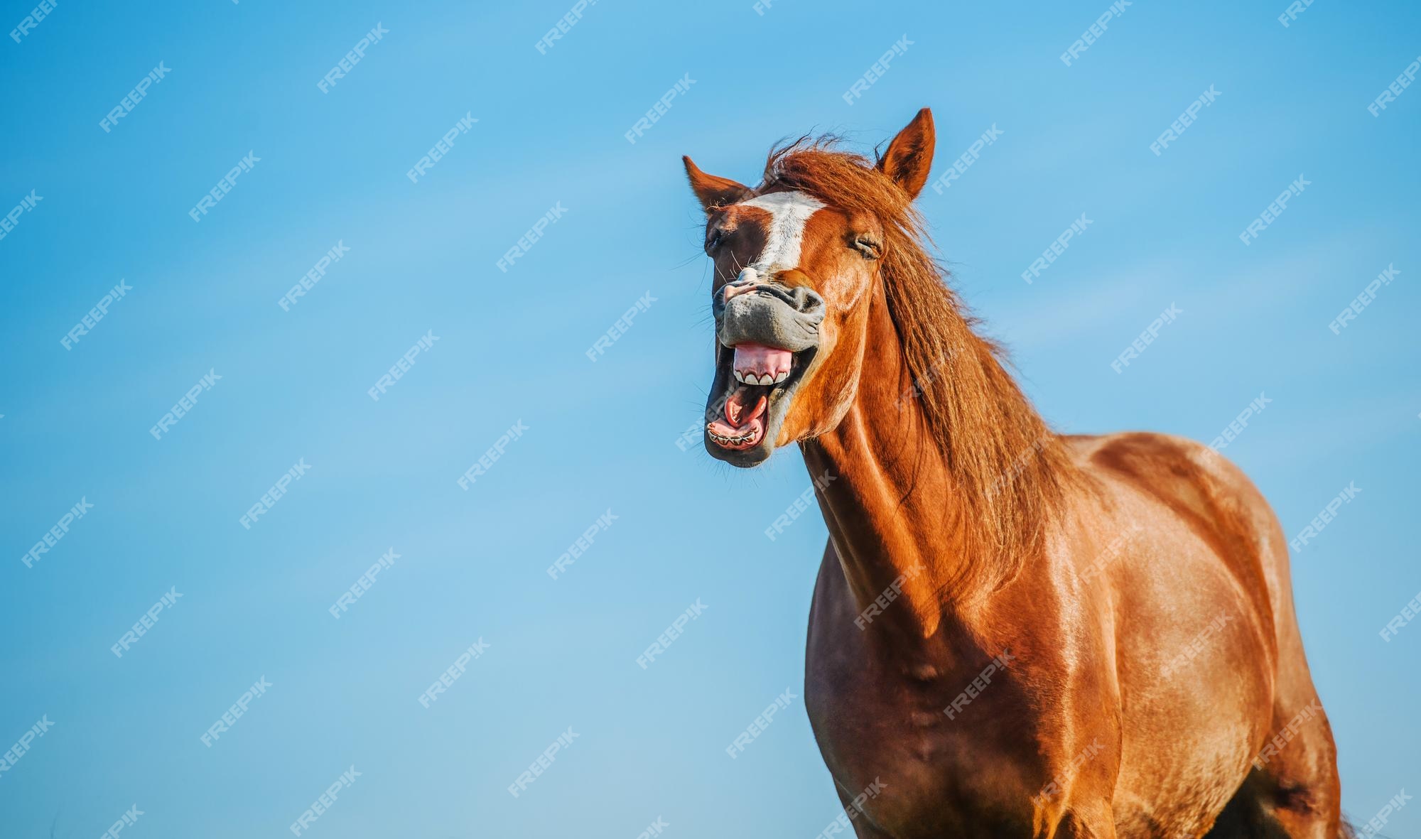 Fotos de Cavalo sorrindo, Imagens de Cavalo sorrindo sem royalties