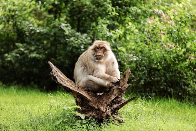 retrato de macaco adulto en un parque natural tropical mono descarado en el área de bosque natural escena de vida silvestre con animal en peligro enfoque selectivo