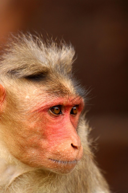 Foto retrato del macaco bonnet el mono en el fuerte de badami