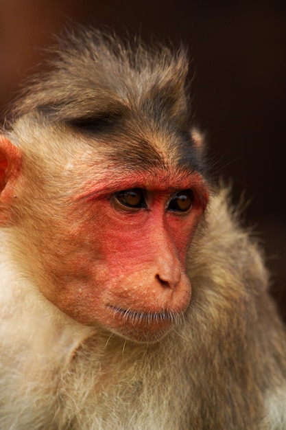 Retrato del macaco Bonnet El mono en el fuerte de Badami