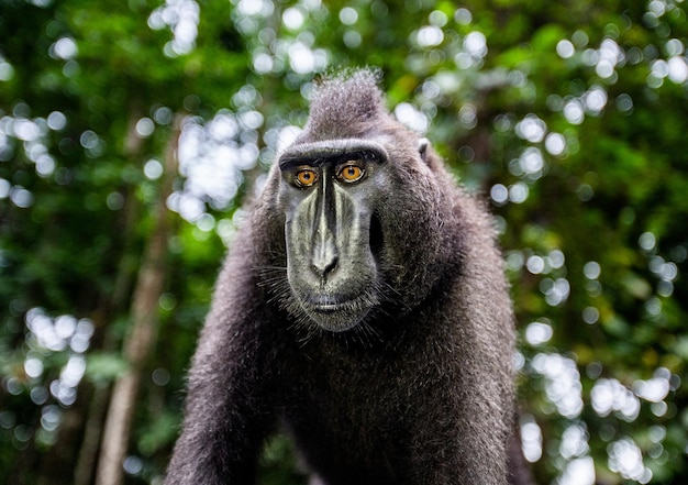 Retrato de un macaco crestado de сelebes Closeup Indonesia Sulawesi