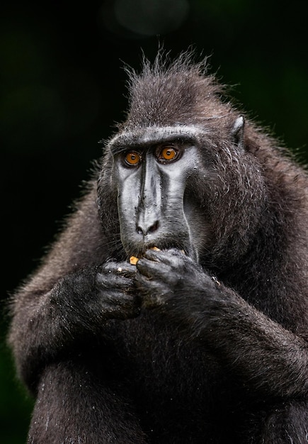 Retrato de un macaco crestado de сelebes Closeup Indonesia Sulawesi