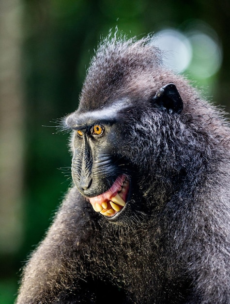 Retrato de un macaco crestado de сelebes Closeup Indonesia Sulawesi