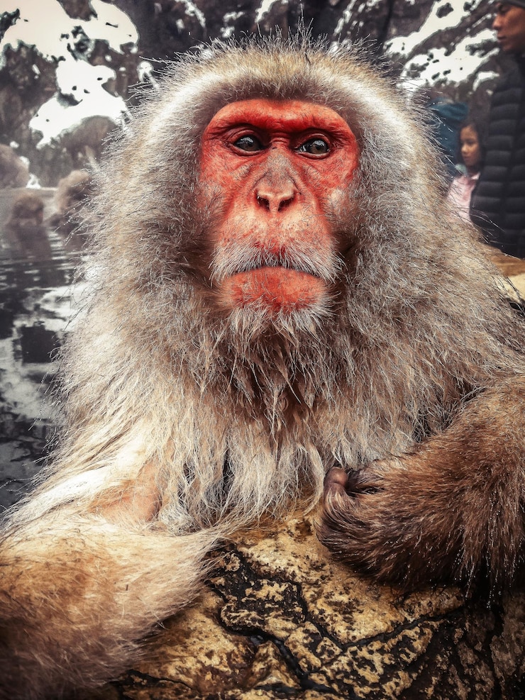 Foto retrato de un macaco japonés relajándose en una fuente termal