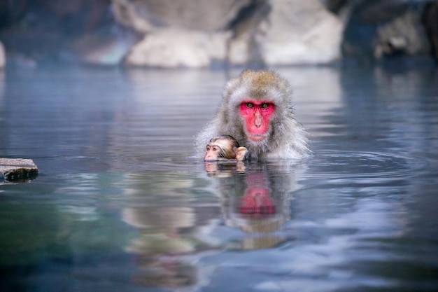 Retrato de macacos japoneses en aguas termales