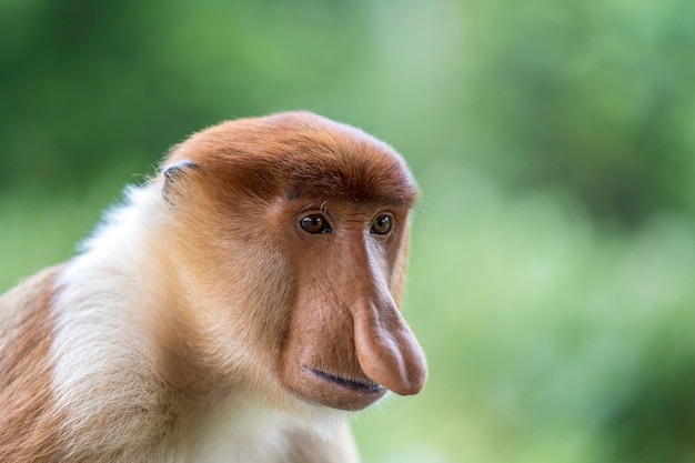 Retrato de macho mono narigudo salvaje o Nasalis larvatus o mono holandés, en la selva de la isla de Borneo, Malasia, de cerca. Increíble mono con una enorme nariz colgante