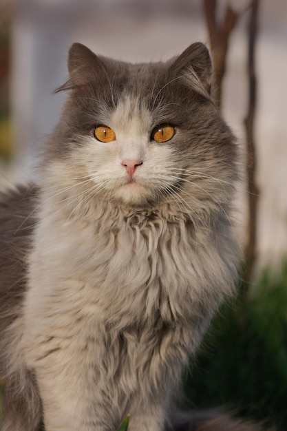 Retrato macio e fofo de gatinho no fundo da natureza Adorável retrato macro de animal de estimação doméstico no jardim