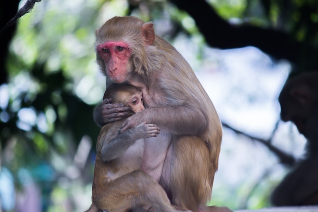 Retrato de una madre mono Rhesus alimentando a su bebé