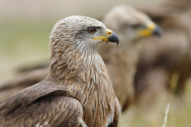 Retrato de una magnífica águila real entre una manada en un campo