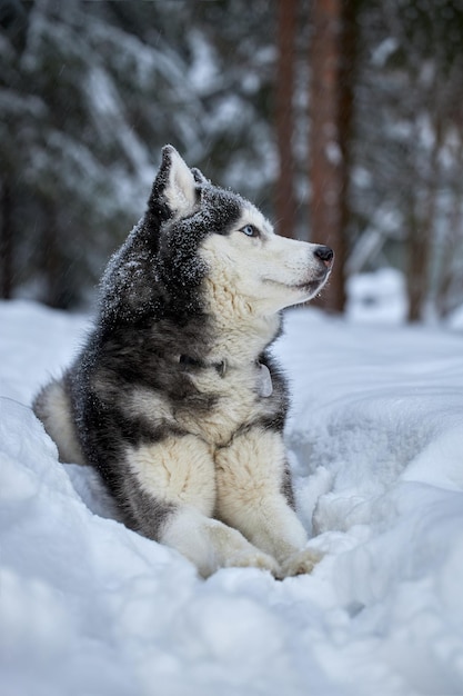 Retrato magnífico perro husky siberiano con ojos azules Perro Husky en el bosque de invierno yace en la nieve y mira hacia arriba
