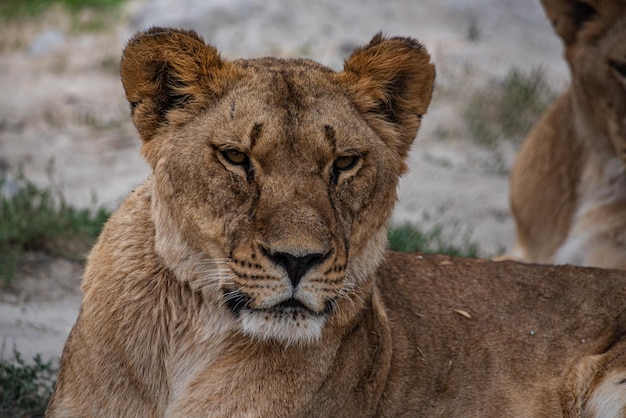 Retrato de una majestuosa leona en estado salvaje