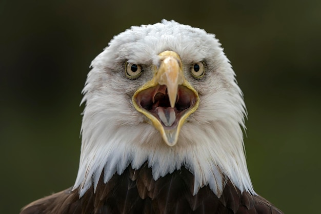 Retrato de un majestuoso águila calva American eagle adulto (Haliaeetus leucocephalus).