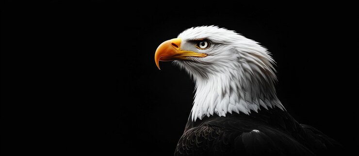 El retrato del majestuoso águila calva