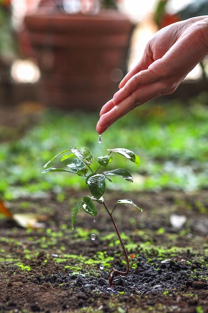 Retrato de la mano del granjero regando una planta joven.