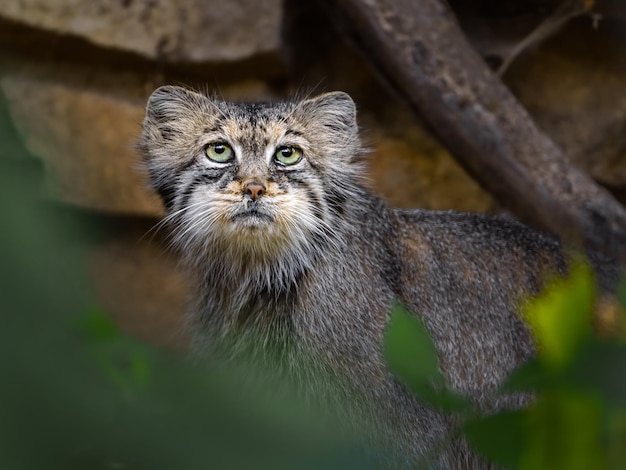 Retrato de Manul en el zoológico