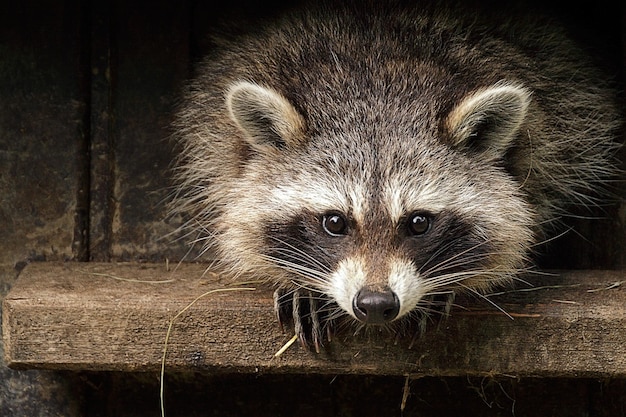 Retrato de un mapaches en un estante de madera