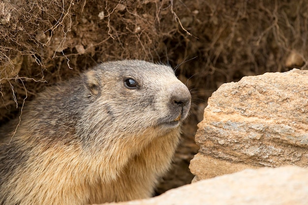 Retrato de marmota mientras te mira sobre rocas y fondo de hierba