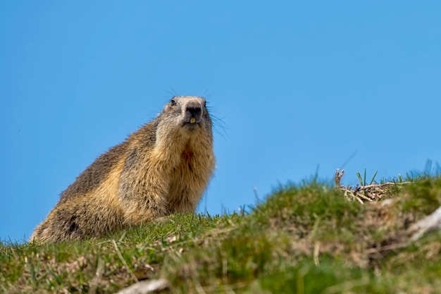 Retrato de marmota sobre fondo de cielo