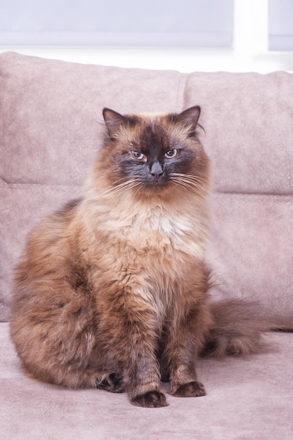 Retrato de mascarada Neva de raza de gato Un gato de punto de color está sentado en un sofá marrón