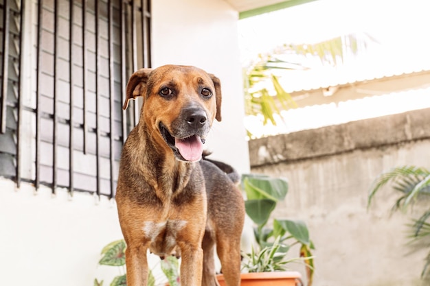 Retrato de una mascota canina mirando a la cámara