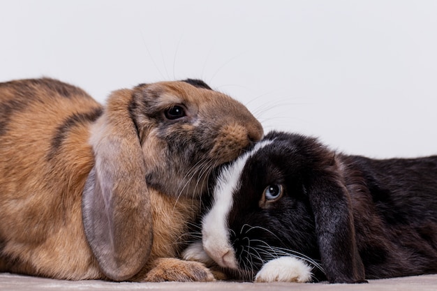 Foto retrato de mascota de conejo esponjoso