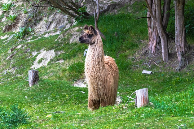 Retrato de mascota. Guanaco. Isla Sur, Nueva Zelanda