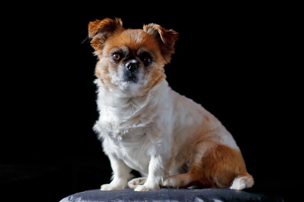 Retrato de mascota con iluminación natural