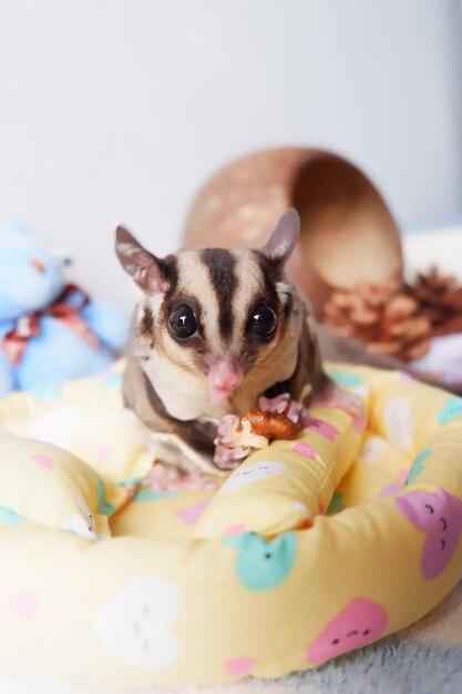 Foto retrato de mascota con juguete