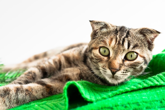 Retrato de una mascota con ojos verdes sobre una manta en el interior Un gato rayado con hermosos ojos mira atentamente