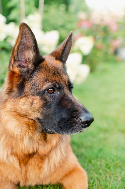 Foto retrato de mascota de perro pastor alemán afuera