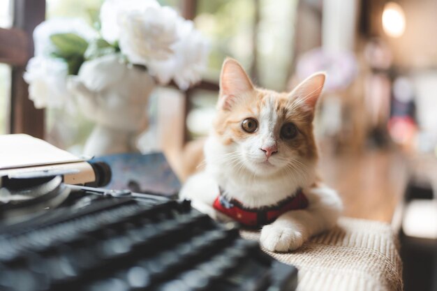 Retrato de mascotas de lindo gato marrón en la mesa de café hermosa piel blanca gatito mamífero animal concepto de fondo adorable cara esponjosa y bonito ojo atigrado