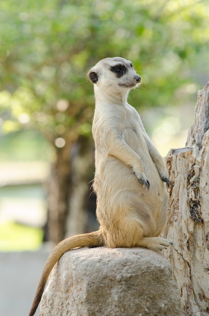 Retrato, meerkat