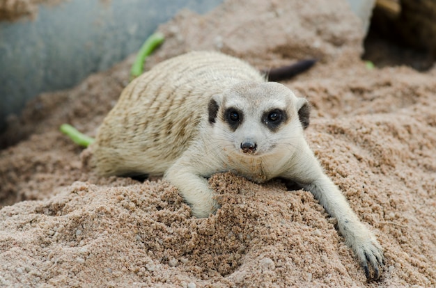 Retrato, meerkat