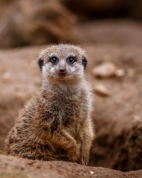 Retrato, meerkat