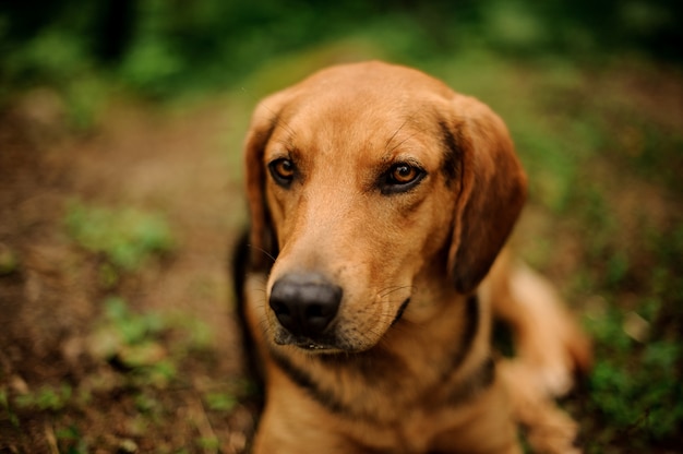 Retrato de mentir cachorro marrón en un bosque