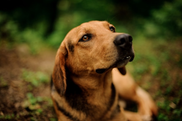 Retrato de mentir perro marrón en el bosque