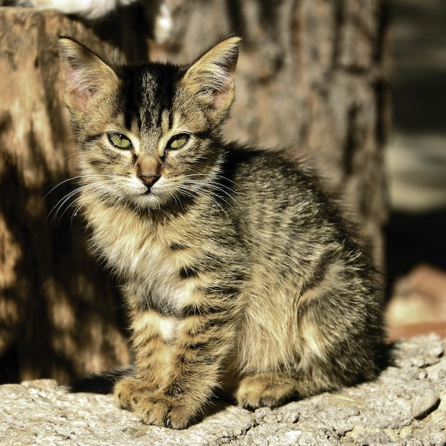 El retrato del mini gato