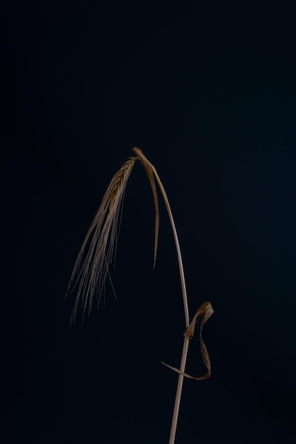 Retrato minimalista creativo de una espiga de trigo sobre un fondo negro.