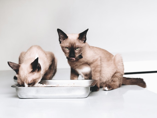 Retrato de un mínimo gato doméstico mirando el tazón de comida